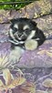Szpic miniaturowy ,pomeranian piesek blac tan - 9