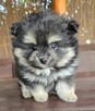 Szpic miniaturowy ,pomeranian piesek blac tan - 6