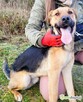 CZARUŚ - cudowny psiak, skazany na samotność? Adoptuj! - 2
