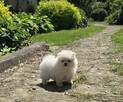 Szpic miniaturowy pomeranian suczka - 3