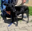 Kinia - 4