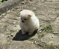 Szpic miniaturowy pomeranian suczka - 8