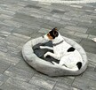 Oddam psa rasy Jack russel terier - 3