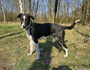 Towarzyska sunia Roxie szuka domu! - 4