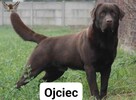 Labrador Retriever czekoladowy