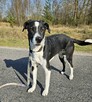 Towarzyska sunia Roxie szuka domu! - 6