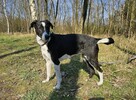 Towarzyska sunia Roxie szuka domu! - 8