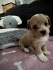 Maltipoo śliczna dziewczynka - 6