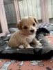 Maltipoo śliczna dziewczynka - 3
