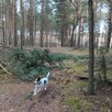 Oddam psa rasy Jack russel terier - 6