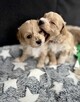 Maltipoo śliczna dziewczynka - 4