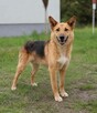 Fox czeka na swoich ludzi już ponad 3 lata! - 8