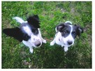 Sunia border collie - 3
