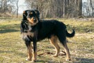 Porzucony, piękny TUSZEK w typie teriera szuka domu !! - 4