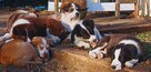 Szczeniak border collie - 6