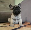 Buldog francuski - 3