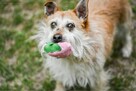 Karmin- szorstki, przyjazny psiak do adopcji - 4