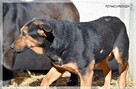Anula – wycofana sunia szuka cierpliwego domu z drugim psem - 6