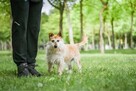 Karmin- szorstki, przyjazny psiak do adopcji - 5
