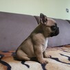 Buldog francuski - 6
