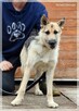 Szorstek – młody, zakręcony i zapatrzony w człowieka - 3