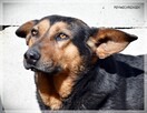 Anula – wycofana sunia szuka cierpliwego domu z drugim psem - 9