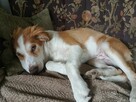 Szczeniak border collie
