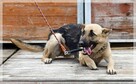Stelka – roztrzepana, przemiła młoda sunia szuka domu - 6