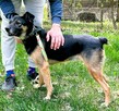 ATOS - od 5 lat czeka na ten jedyny dom, ADOPTUJ - 2