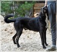 Cezar – szuka spokojnego domu, który zapewni mu stabilność - 4