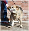 Hela – poczciwa sunia z piękną duszą, kocha ludzi i inne psy - 3