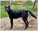 Cezar – szuka spokojnego domu, który zapewni mu stabilność - 7