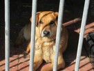 Uroczy, porzucony SZYMUŚ szuka domu !! Do adopcji !! - 4