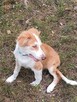 Szczeniak border collie - 4
