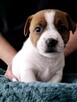Draco znad Dwóch Jezior FCI Jack Russell Terrier ZKwP
