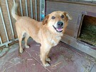 Uroczy, śliczny SZYMUŚ szuka domu !! Do adopcji !! - 3