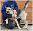 Szorstek – młody, zakręcony i zapatrzony w człowieka - 4