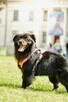 Dyzio-czarny delikatny kudłatek do adopcji