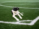 Sunia border collie - 2