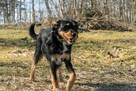 Porzucony, uroczy TUSZEK w typie teriera szuka domu !! - 2