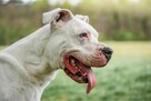 Zeus-dog argentyński czekna na świadomy rasy dom-adopcja - 4