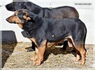 Anula – wycofana sunia szuka cierpliwego domu z drugim psem - 2