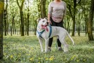 Zeus-dog argentyński czekna na świadomy rasy dom-adopcja - 3