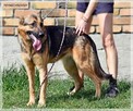 Pati – szuka aktywnej rodziny, która zechce z nią pracować - 3