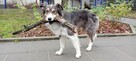 Szczeniak border collie - 8