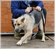 Szorstek – młody, zakręcony i zapatrzony w człowieka - 7