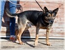 Szczepan – nawet psy o podłym życiu mogą pokochać człowieka - 6
