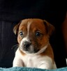 Delta znad Dwóch Jezior FCI Jack Russell Terrier ZKwP