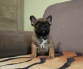 Buldog francuski - 2