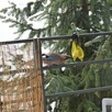 Sprzedam mieszkanie 1 pokojowe 24,31 m2 z 2019 r Konwaliowa - 16